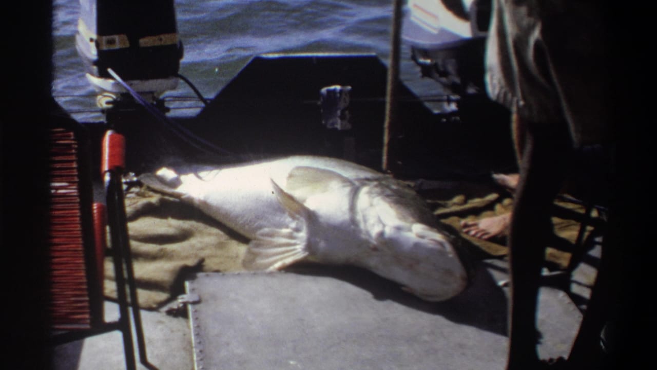 1969 Nigeria home-movie frame showing a large fish on burlap near the stern while an adult stands beside it on the small boat.