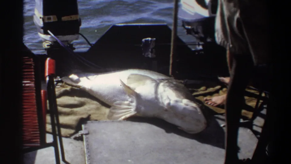 1969 Nigeria home-movie frame showing a large fish on burlap near the stern while an adult stands beside it on the small boat.