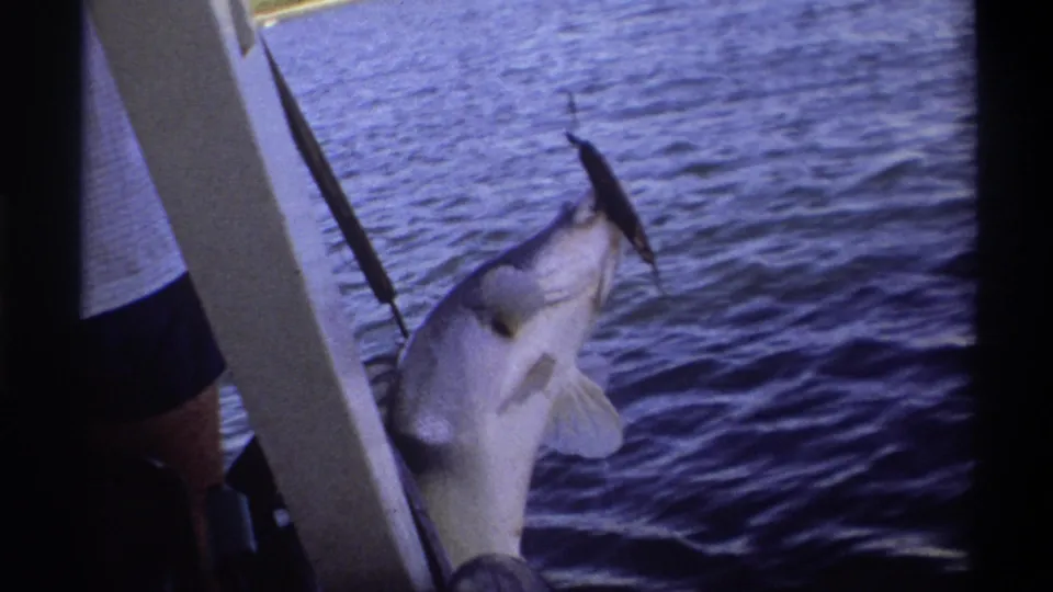 The large hooked fish dangles near the side of the boat over rippled water during the 1969 Nigeria fishing scene.