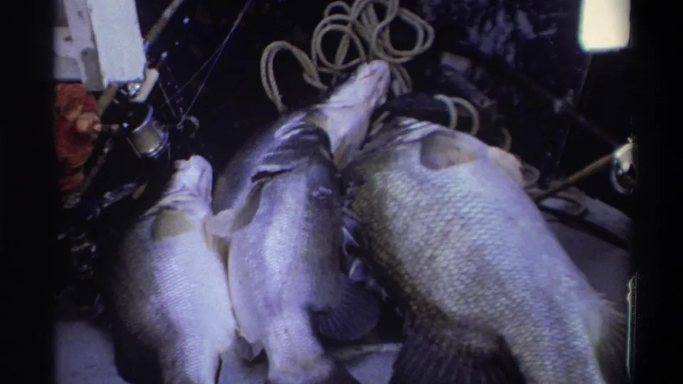 In this 1969 Nigeria 8mm frame, three silvery fish rest on a boat deck with coiled rope and fishing tackle nearby.