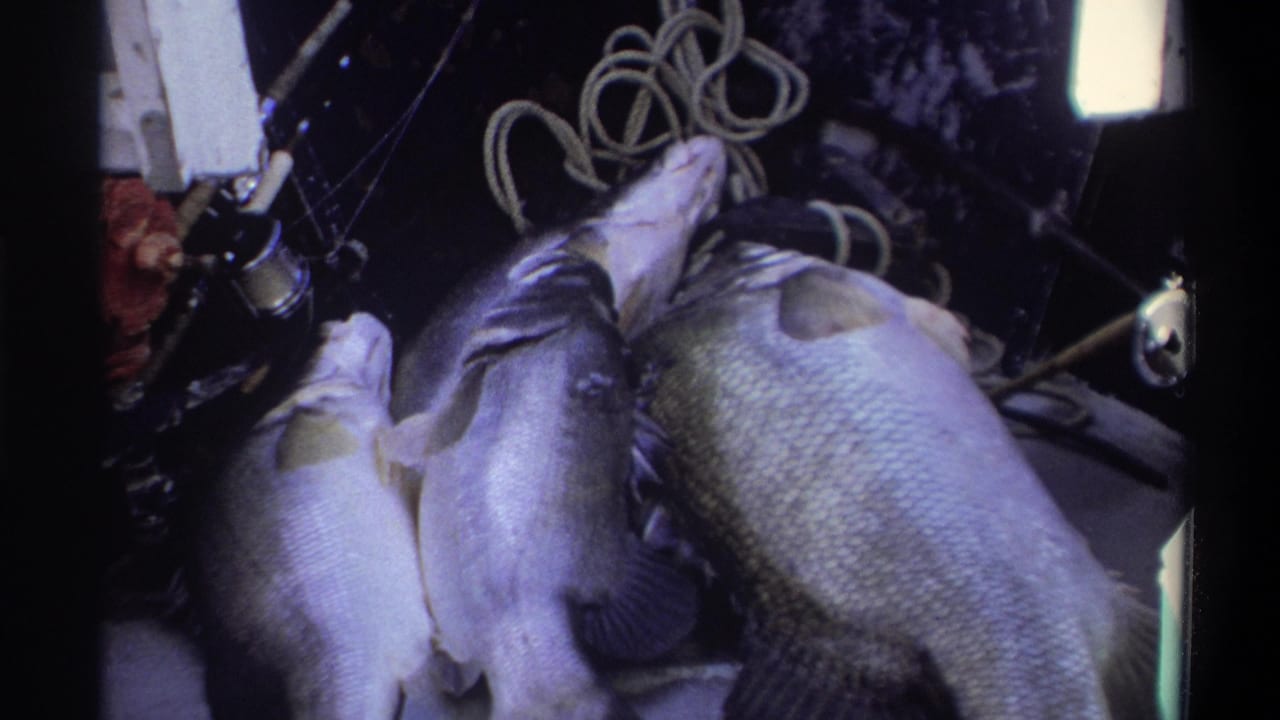 Three fish fill the frame on a dark boat deck with coiled rope behind them.