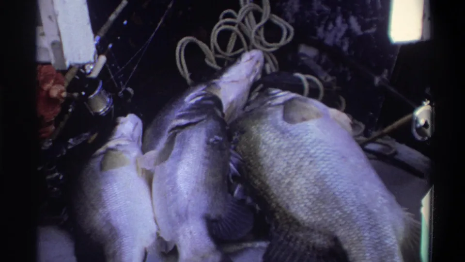 A 1969 Nigeria home-movie frame shows three caught fish on a boat deck, with rope loops and fishing equipment in the background.