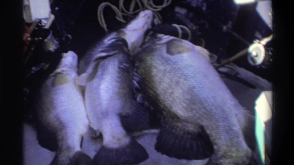The final 1969 Nigeria frame shows the same fish catch on the boat deck, with the largest fish angled near rope and tackle.
