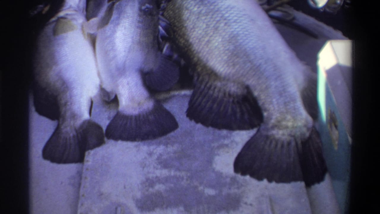 1969 Nigeria 8mm frame showing a close view of several large fish resting on a boat deck with soft purple-tinted film color.
