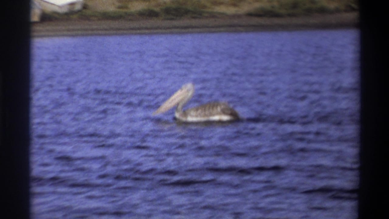 1969 Nigeria 8mm frame showing a pelican swimming on blue water, with a low shoreline in the background.