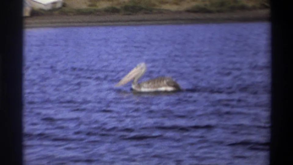 1969 Nigeria 8mm frame showing a pelican swimming on blue water, with a low shoreline in the background.