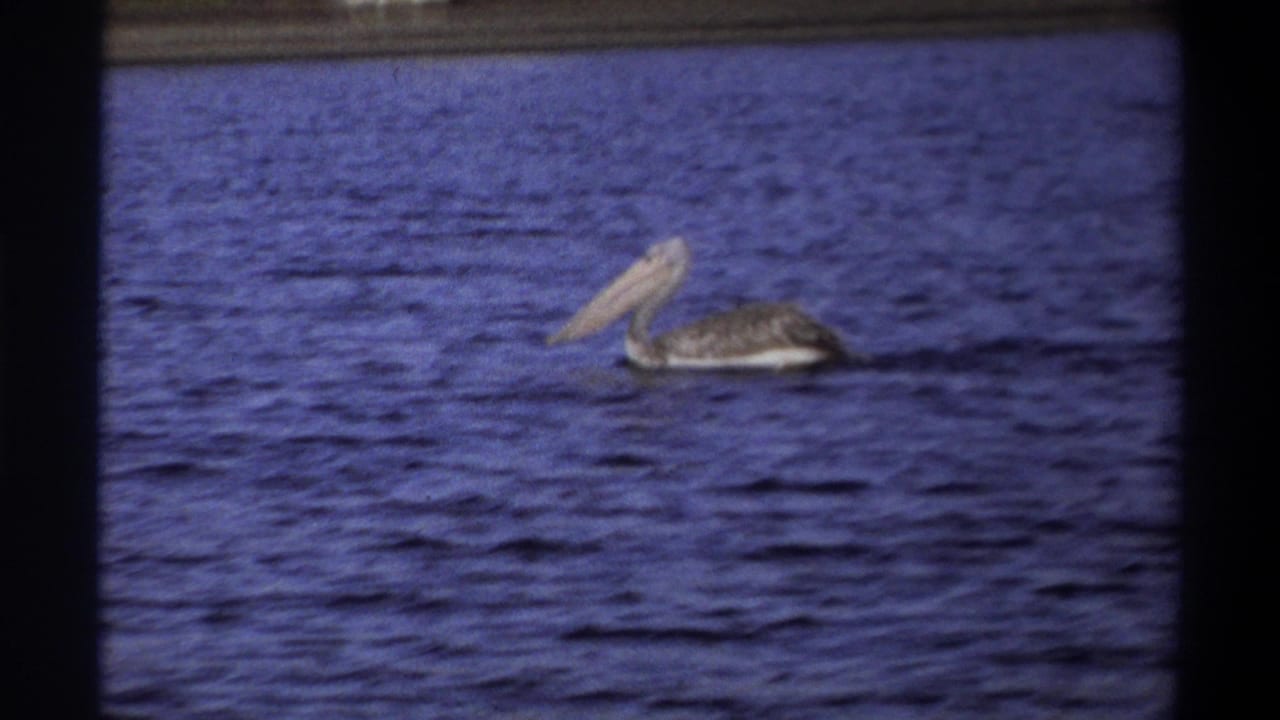 1969 Nigeria 8mm frame showing a pelican on rippled water, filmed from a distance with home-movie softness.