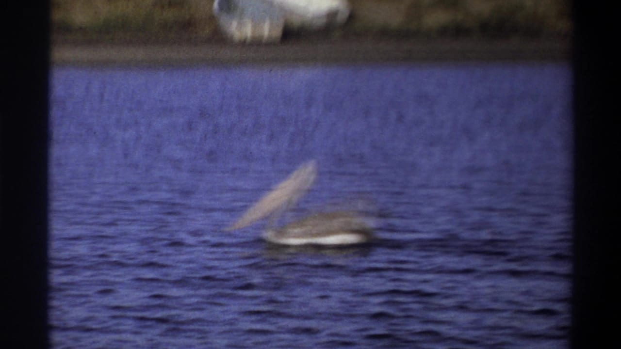 1969 Nigeria 8mm frame showing a pelican with its bill raised as it swims across blue lake water.