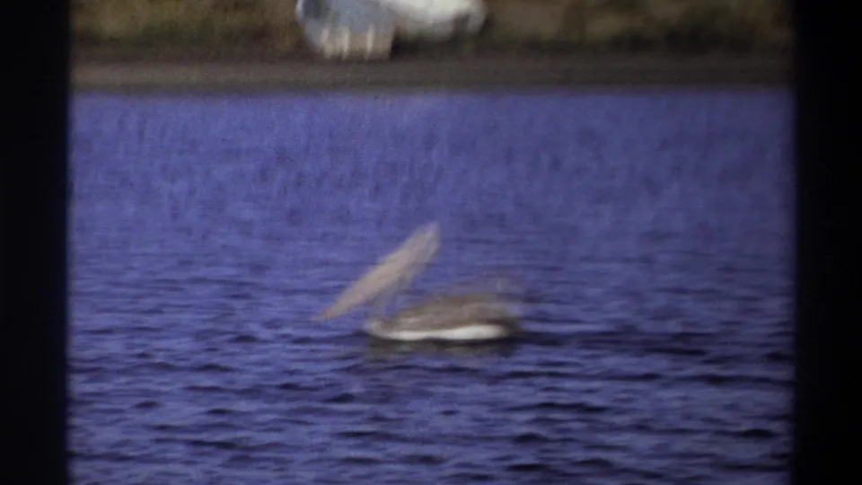 1969 Nigeria 8mm frame showing a pelican with its bill raised as it swims across blue lake water.