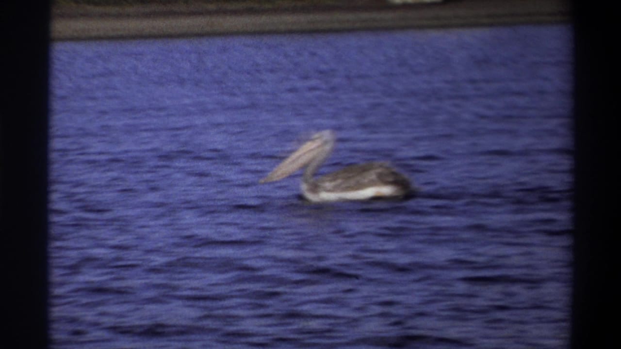 1969 Nigeria 8mm frame of a pelican on a blue lake, with soft grain and a distant bank near the top edge.