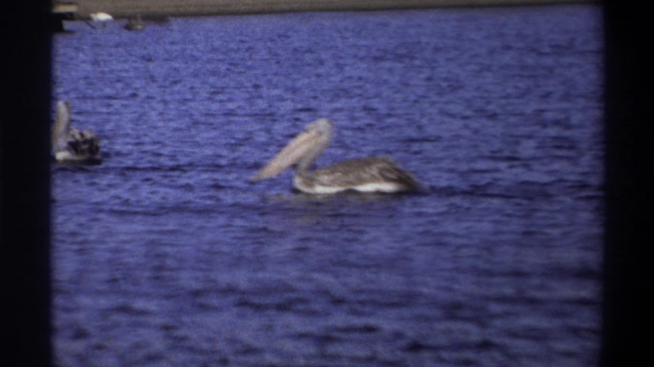 1969 Nigeria 8mm frame with one pelican on blue water and a second bird partly entering from the left edge.