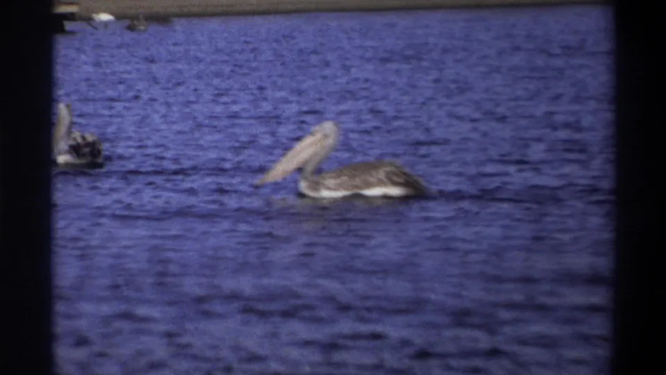 1969 Nigeria 8mm frame with one pelican on blue water and a second bird partly entering from the left edge.