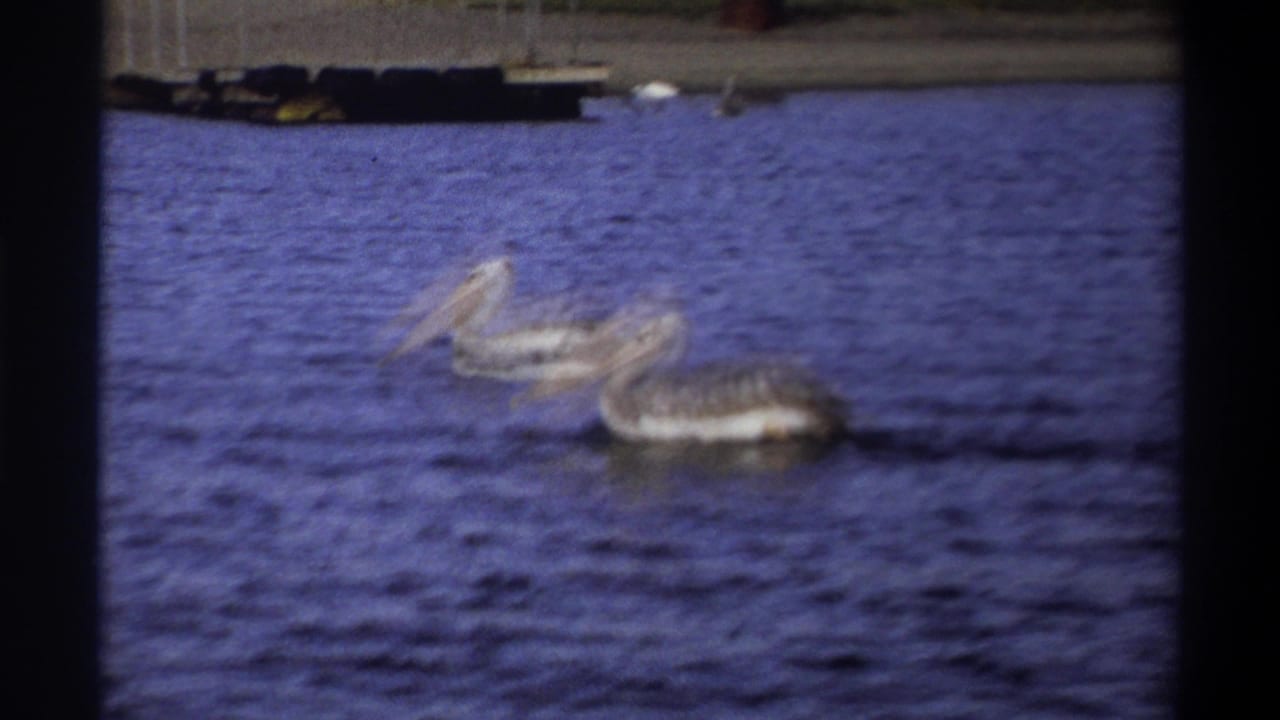 1969 Nigeria 8mm frame showing two pelicans side by side on blue lake water with a distant embankment above.