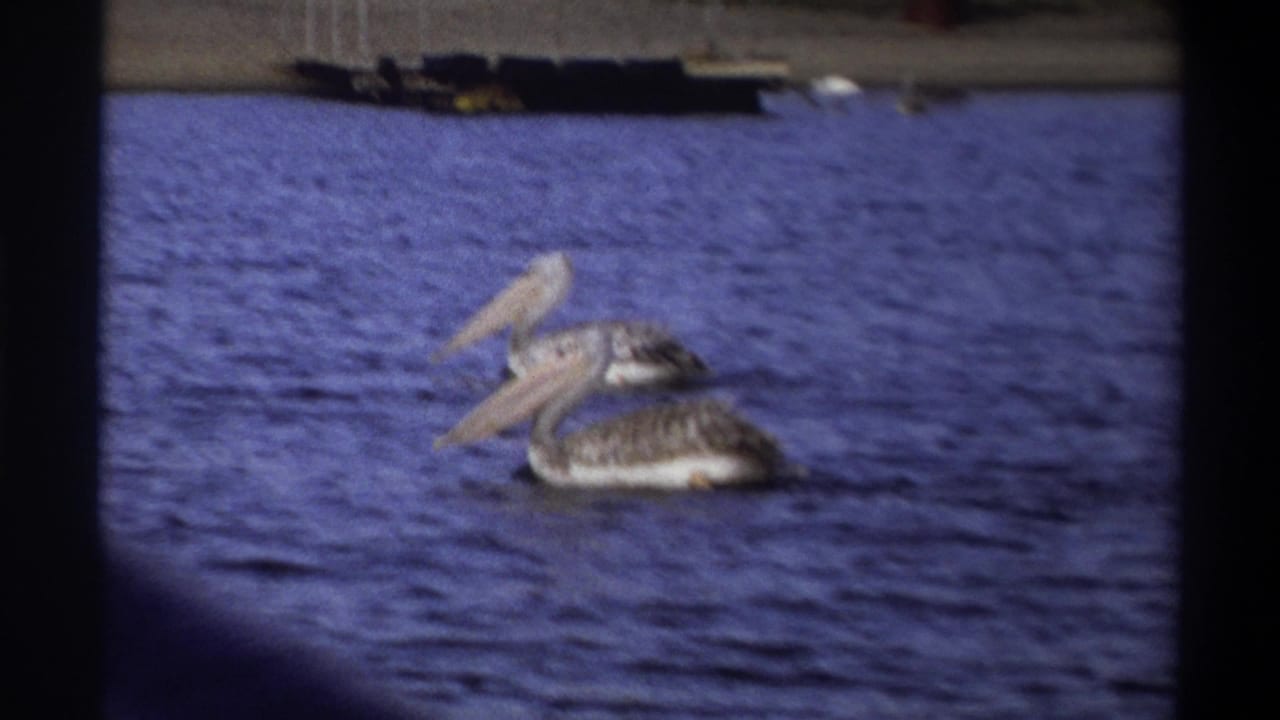 Two pelicans swimming on blue water with a distant shoreline behind them.