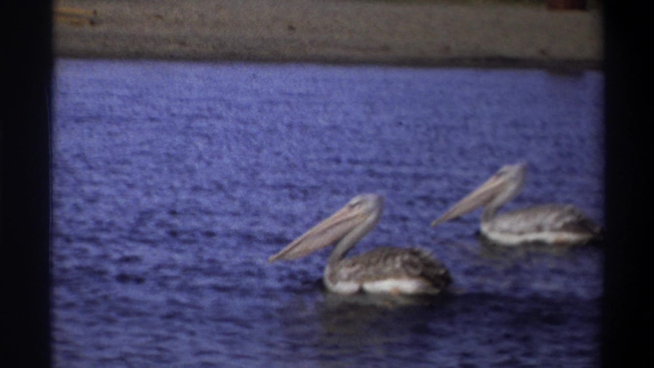 Two pelicans glide on blue water in a soft 8mm frame from metadata-supported 1969 Nigeria.