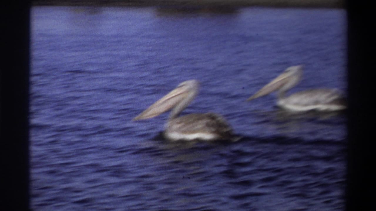 A soft, grainy 8mm view shows two pelicans moving across blue water in Nigeria, according to clip metadata.