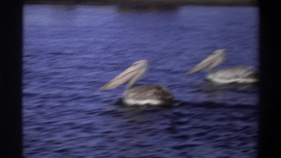 A soft, grainy 8mm view shows two pelicans moving across blue water in Nigeria, according to clip metadata.