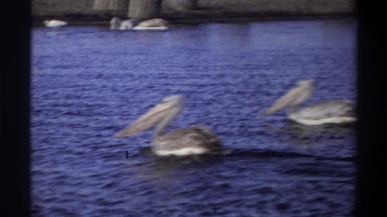 Two pelicans cross the rippled water near a low shoreline in metadata-supported 1969 Nigeria home-movie footage.