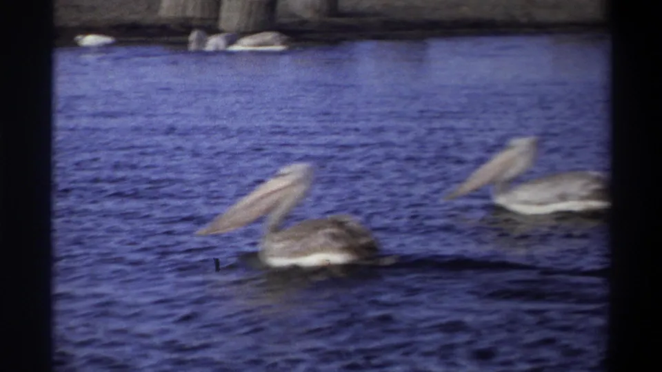 Two pelicans cross the rippled water near a low shoreline in metadata-supported 1969 Nigeria home-movie footage.