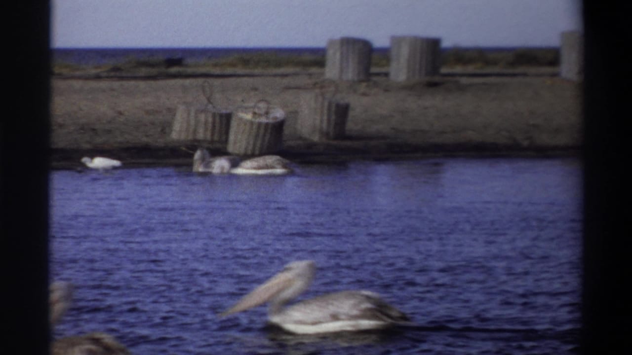 1969 Nigeria 8mm frame showing pelicans on calm blue water near a sandy shoreline with concrete structures in the background.