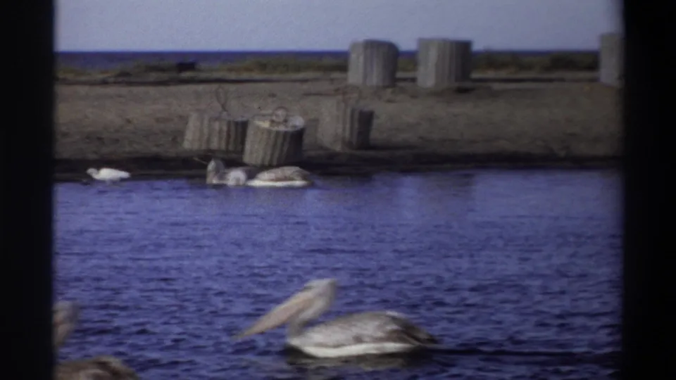 1969 Nigeria 8mm frame showing pelicans on calm blue water near a sandy shoreline with concrete structures in the background.