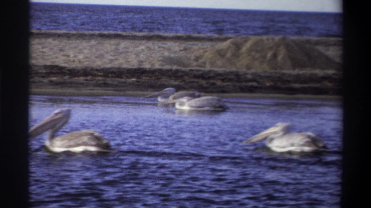 1969 Nigeria coastal frame with several pelicans swimming in calm water below a sandy bank and distant sea horizon.
