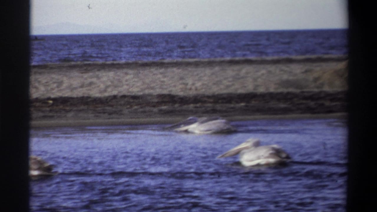 1969 Nigeria 8mm frame with pelicans low in the shot, blue water in front, and a sandy coastal strip beyond.