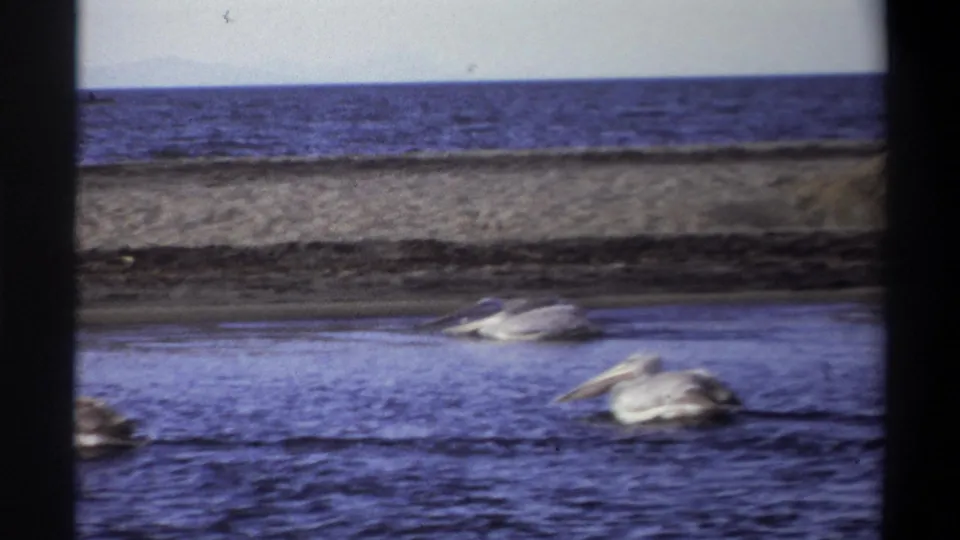 1969 Nigeria 8mm frame with pelicans low in the shot, blue water in front, and a sandy coastal strip beyond.