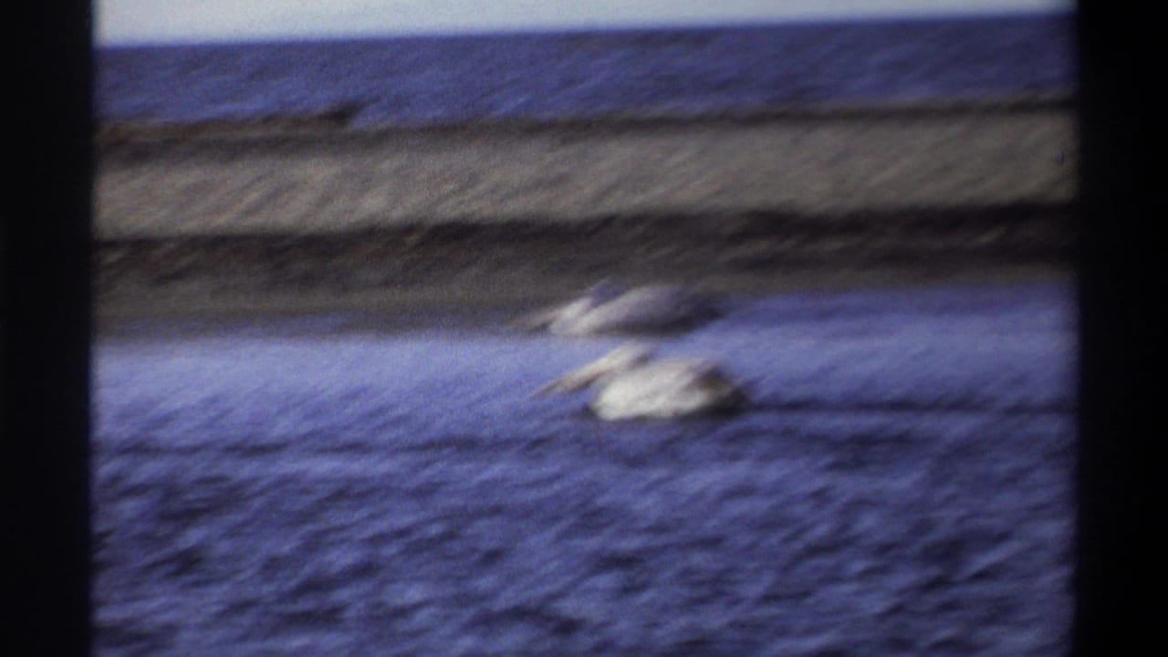 Soft, blurred 1969 Nigeria 8mm frame of pelicans moving across coastal water near a sandy shore and open sea.