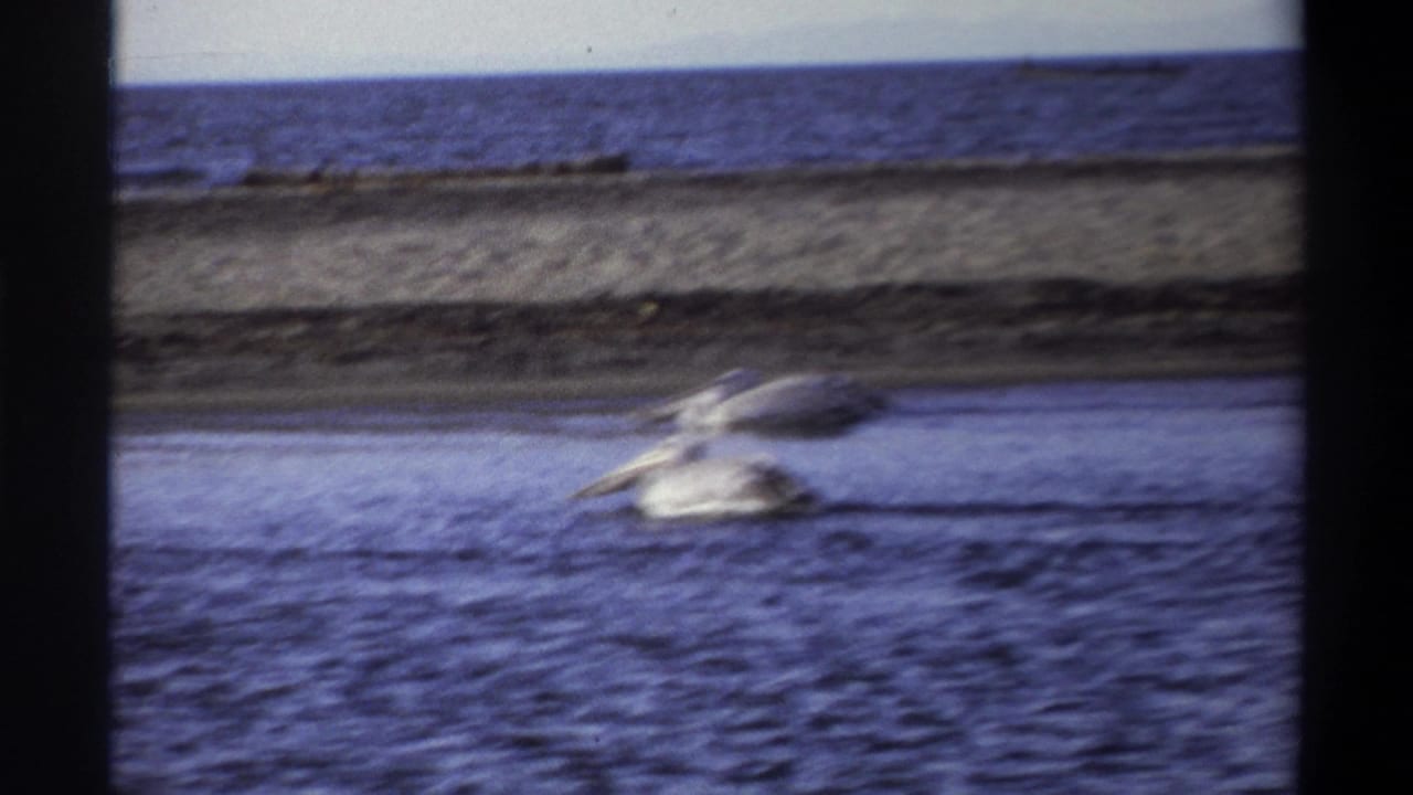 Two pale waterbirds swim near a low shoreline with open water in the foreground.