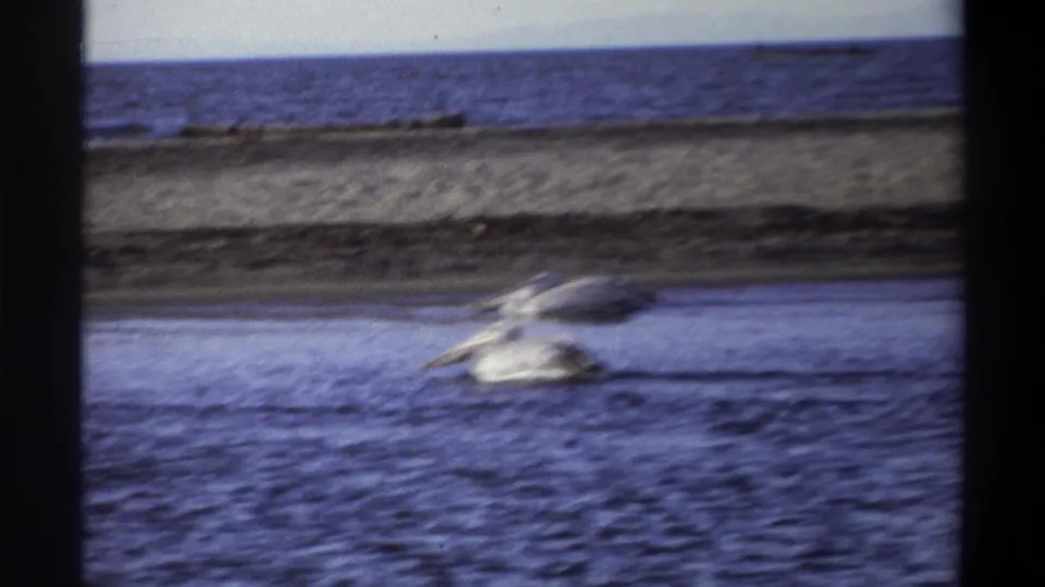 1969 Nigeria 8mm frame showing two pale waterbirds on rippling water near a low shoreline and distant horizon.