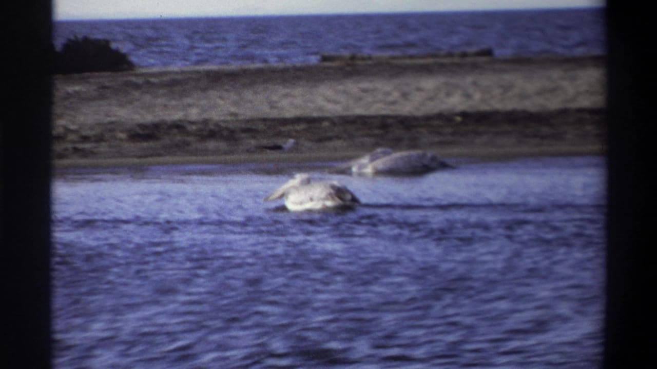 1969 Nigeria 8mm frame with two pale waterbirds on coastal water, seen through dark film-frame borders.