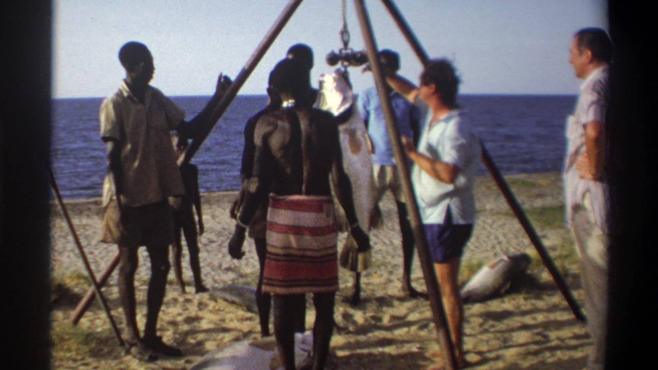 1969 Nigeria footage shows men gathered by the sea as a large fish hangs from a bamboo tripod scale on the beach.