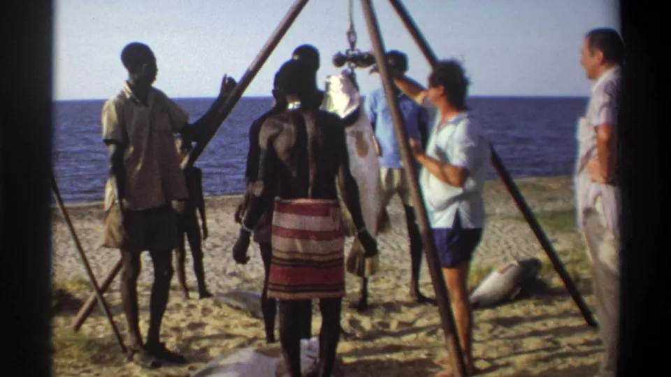 1969 Nigeria footage shows men gathered by the sea as a large fish hangs from a bamboo tripod scale on the beach.