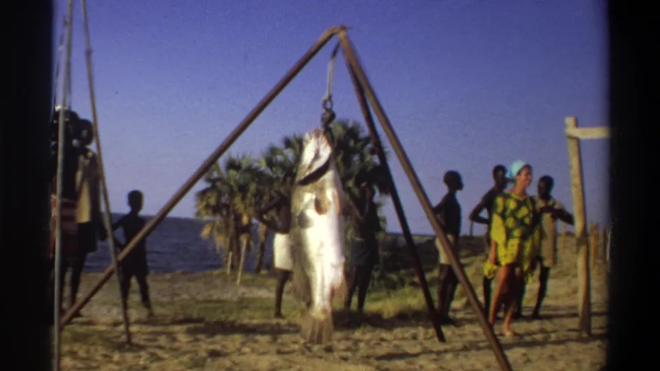 Wide beach view in Nigeria with a large fish suspended from a triangular rig and people standing near palms and the sea.
