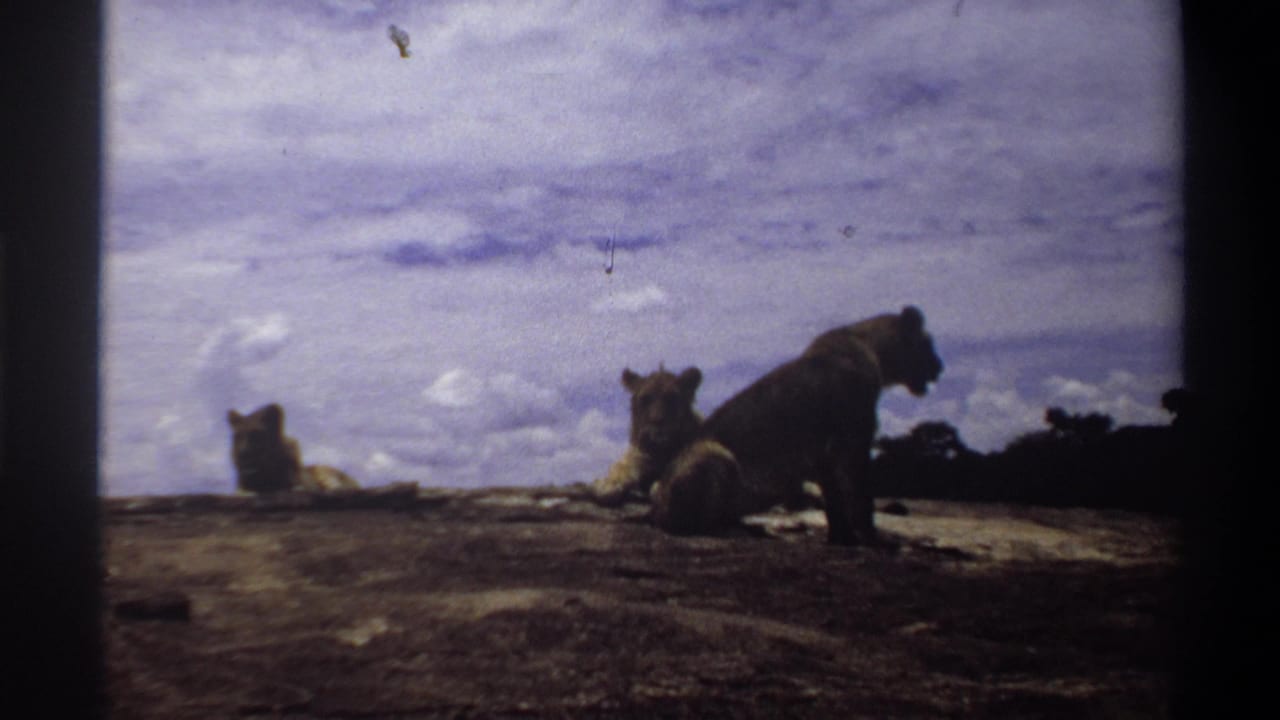 1969 Nigeria wildlife frame showing lions resting on rocky ground beneath a broad cloudy sky.
