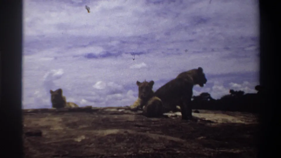 1969 Nigeria wildlife frame showing lions resting on rocky ground beneath a broad cloudy sky.