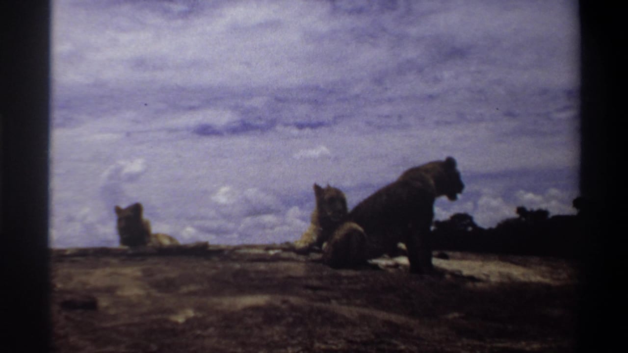 Nigeria 1969 8mm frame showing three lionesses on a rocky ledge under a cloudy sky, one standing while two rest nearby.