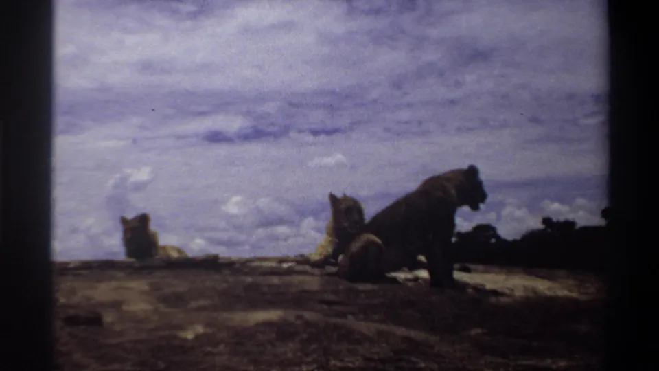 Nigeria 1969 8mm frame showing three lionesses on a rocky ledge under a cloudy sky, one standing while two rest nearby.
