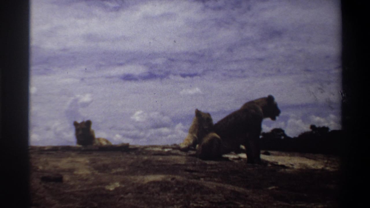 Nigeria 1969 8mm frame with lionesses on a rocky outcrop, including one standing in profile near resting animals.