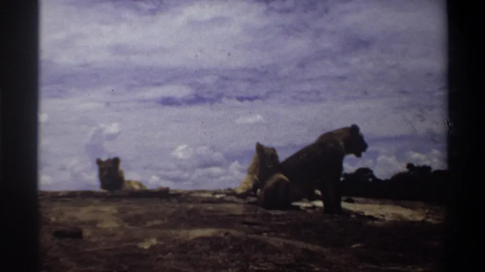 Nigeria 1969 8mm frame with lionesses on a rocky outcrop, including one standing in profile near resting animals.