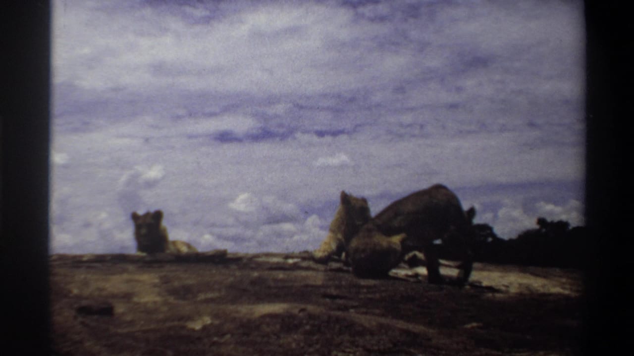 Nigeria 1969 8mm frame showing a lioness lowering her head on a rocky ledge, with another lioness sitting at left.
