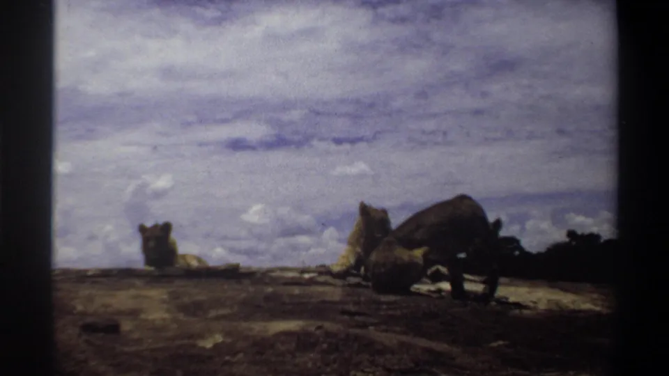 Nigeria 1969 8mm frame showing a lioness lowering her head on a rocky ledge, with another lioness sitting at left.