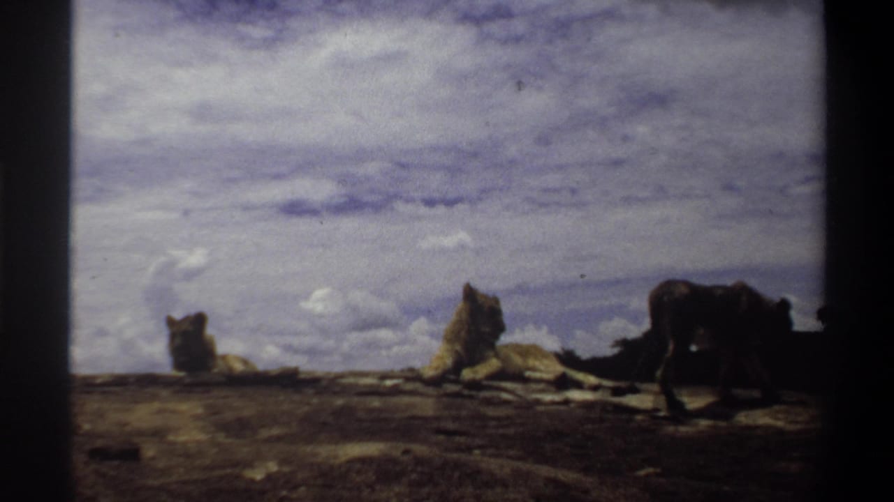 1969 Nigeria 8mm frame showing lionesses on a rocky outcrop, two resting and one standing or walking under a cloudy sky.