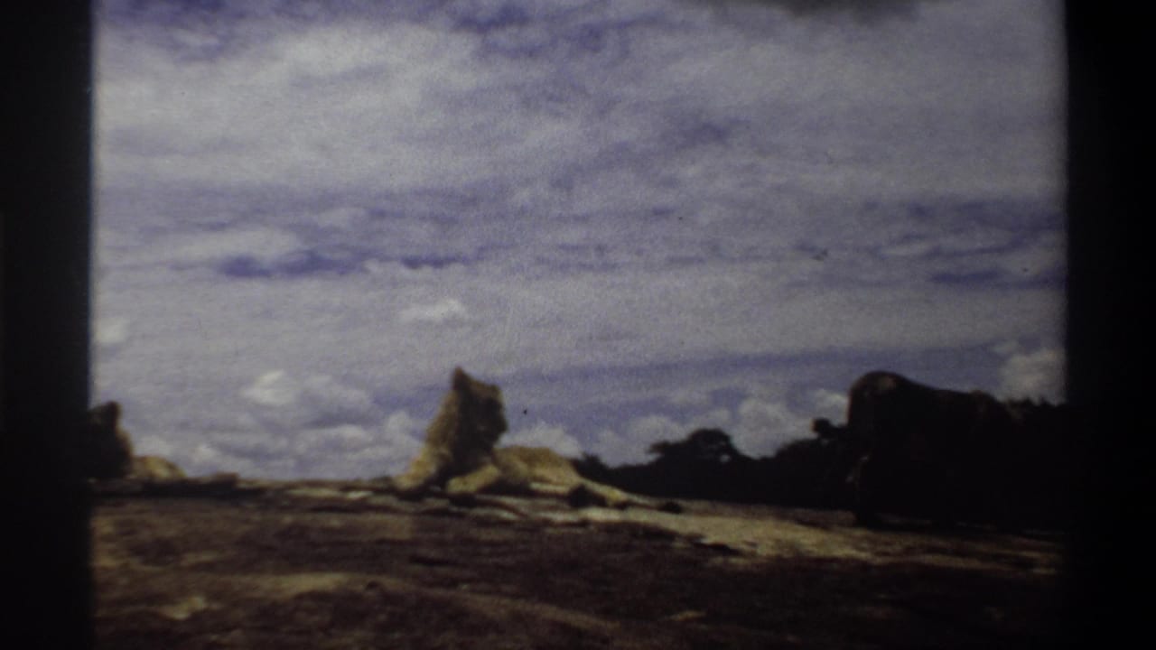 1969 Nigeria 8mm frame with resting lionesses on a rocky rise and a third lioness partly cropped at the right edge.
