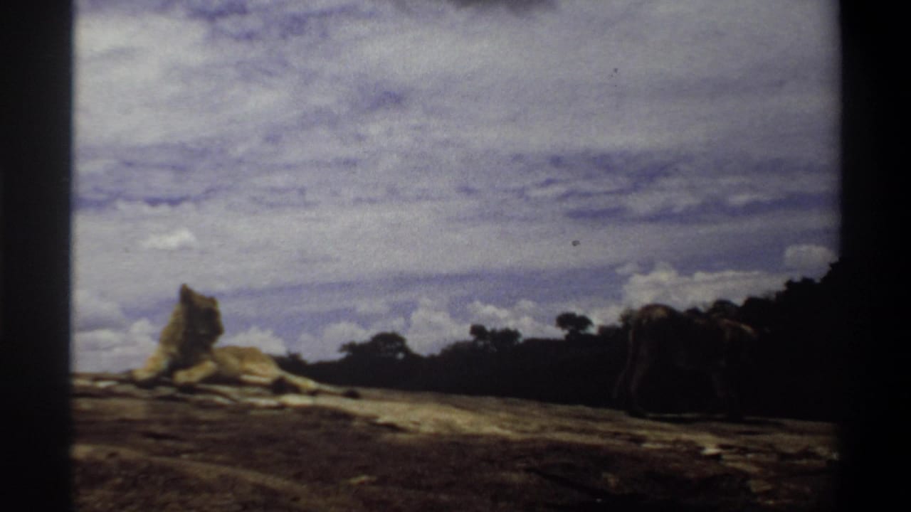 1969 Nigeria 8mm frame showing a seated lioness on the outcrop and another lioness low near the right side.