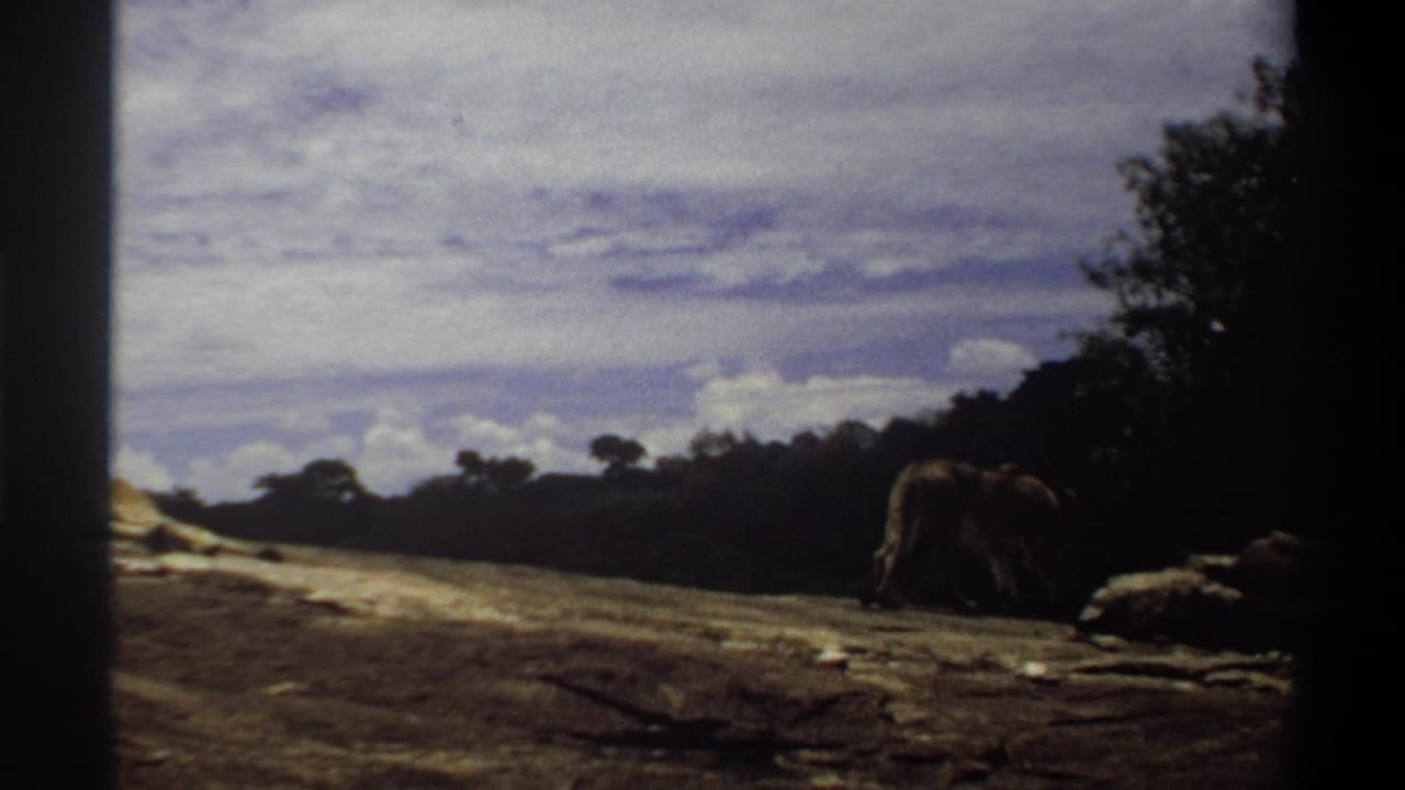 1969 Nigeria 8mm frame with a lioness walking away on the right side of a rocky savanna outcrop.