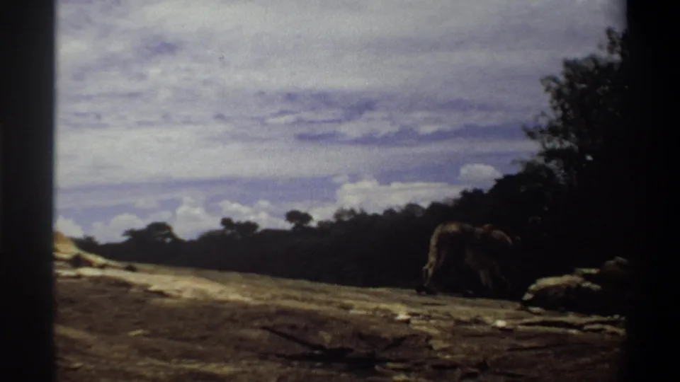 1969 Nigeria 8mm frame with a lioness walking away on the right side of a rocky savanna outcrop.