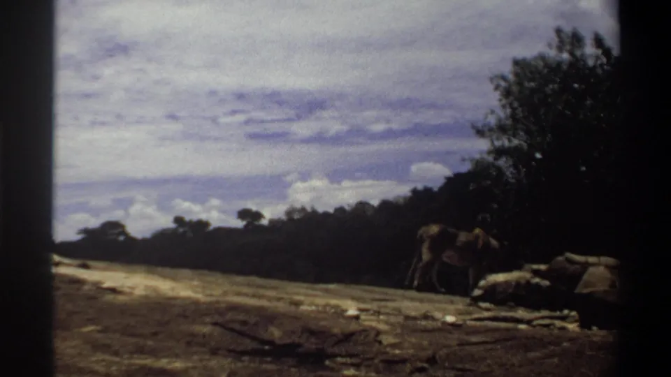 Wide 1969 Nigeria 8mm frame showing a young lion resting on rocky ground under a cloudy sky, with trees in the background.