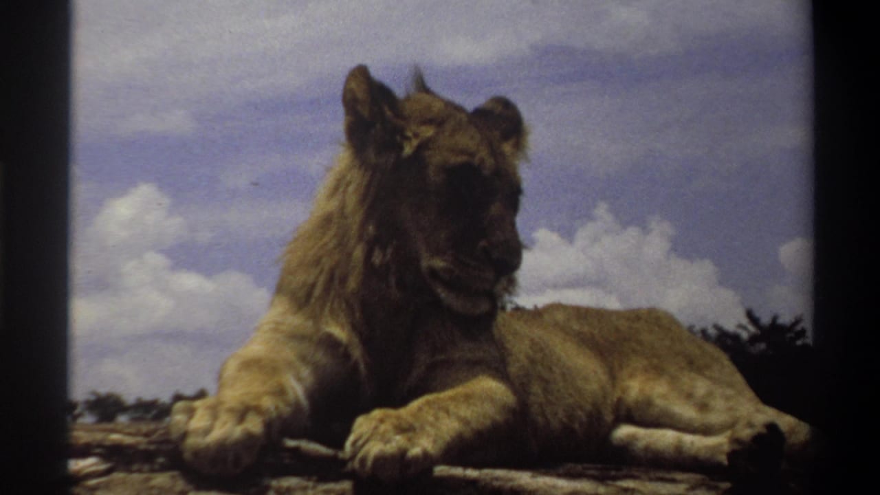 Closer 1969 Nigeria frame of a young maned lion lying on a rocky surface, facing slightly toward the camera under bright clouds.
